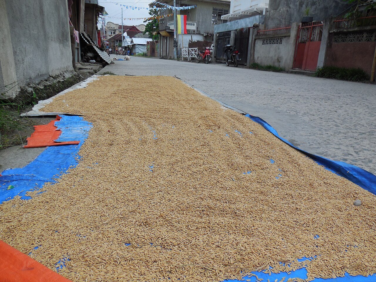 Rice grains drying in Basey, Samar