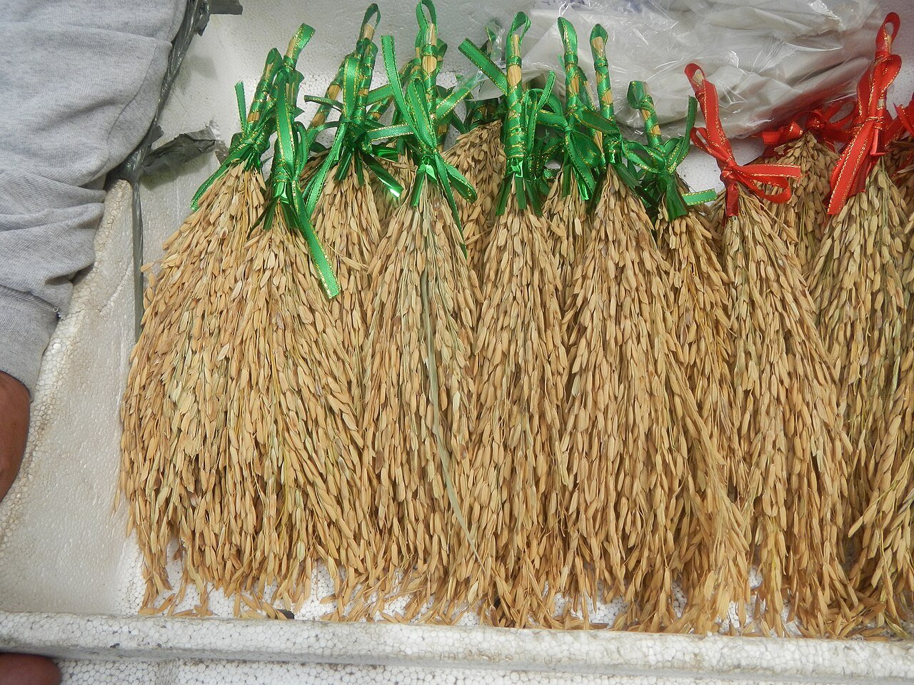 Bundles of harvested rice panicles in Baliuag