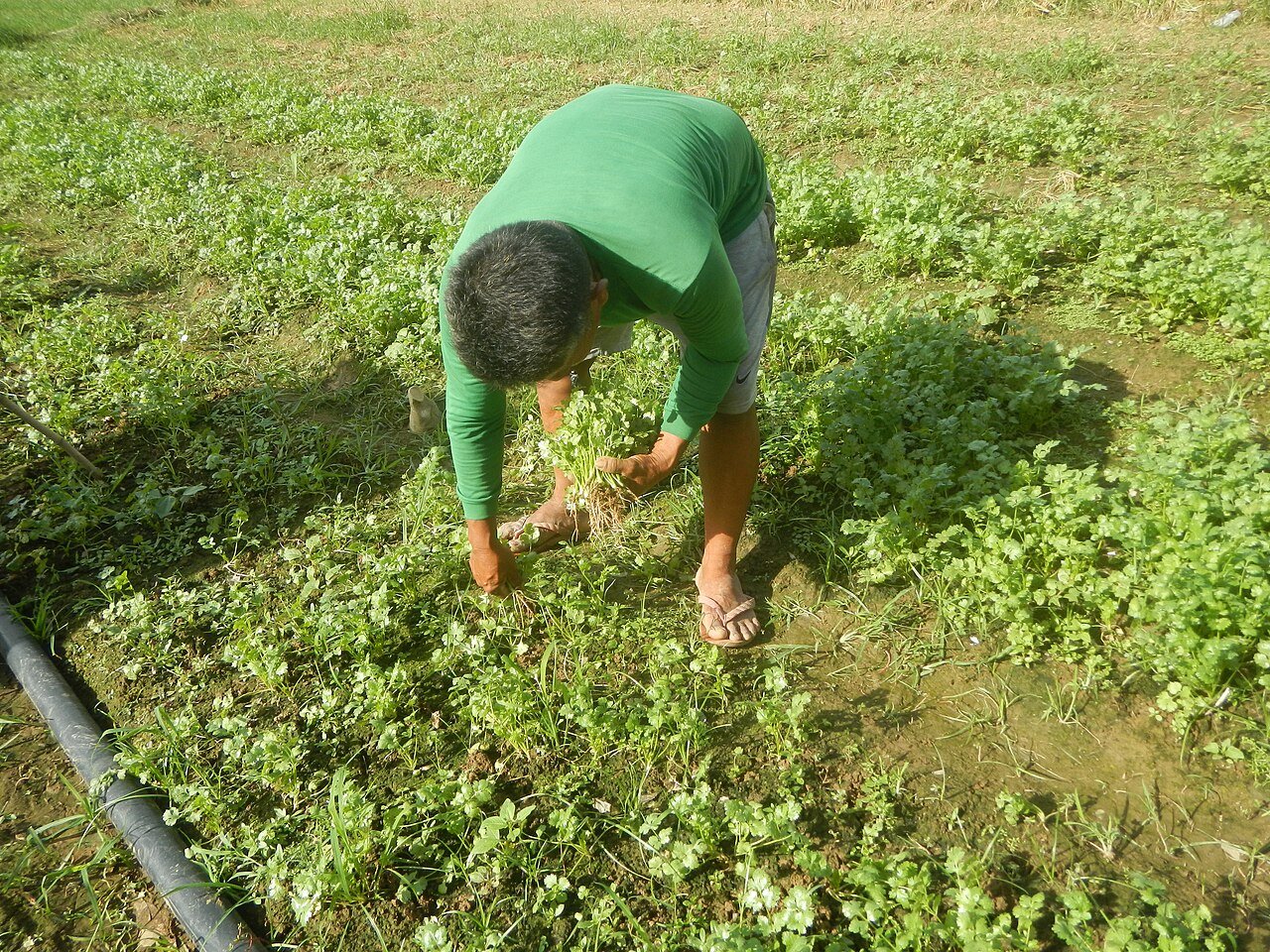 Farm workers harvesting vegetables in Pulilan