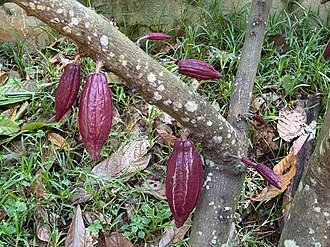 Ripe cacao pods growing on a tree in Puerto Princesa, Palawan