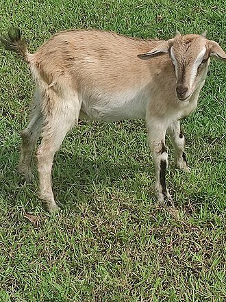 A young goat standing on grass on a Philippine farm