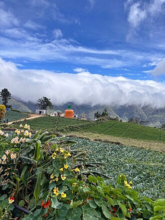 Vegetable plots and flowering plants on the slopes of Mount Pulag