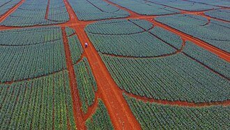 Pineapple fields divided by red-earth paths in Manolo Fortich, Bukidnon