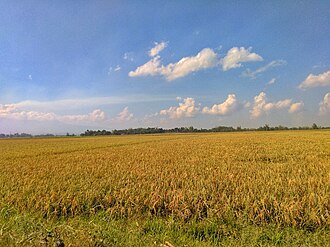 Golden rice fields under a blue sky in Murcia, Negros Occidental