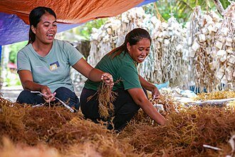 Seaweed farmers handling their harvest in Caluya, Antique