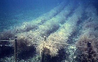 Eucheuma seaweed growing along underwater cultivation lines in the Philippines