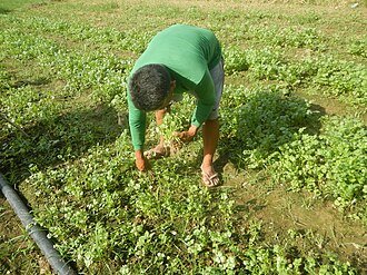 A farm worker harvesting leafy vegetables in Pulilan, Bulacan